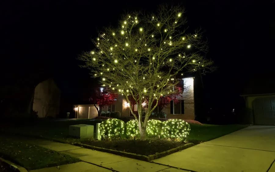 A tall tree lit end to end above a bank of lit bushes