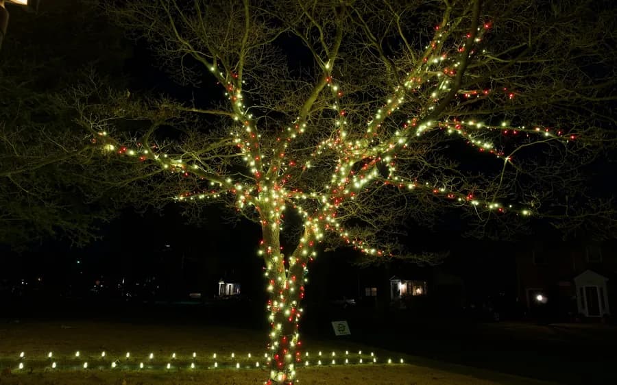 A mature tree wrapped trunk to branch in warm white with lit edging along the lawn