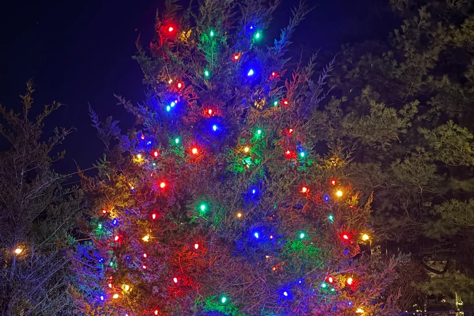 A large evergreen lit end to end in mixed color, the setup used for Diwali, Hanukkah and private events