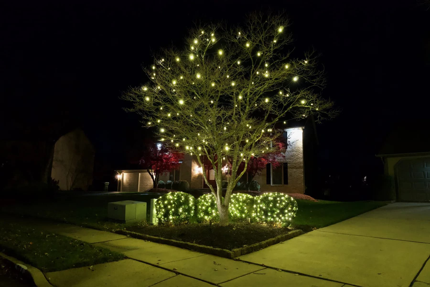 A front-yard tree lit branch by branch in warm white above a row of lit bushes at night