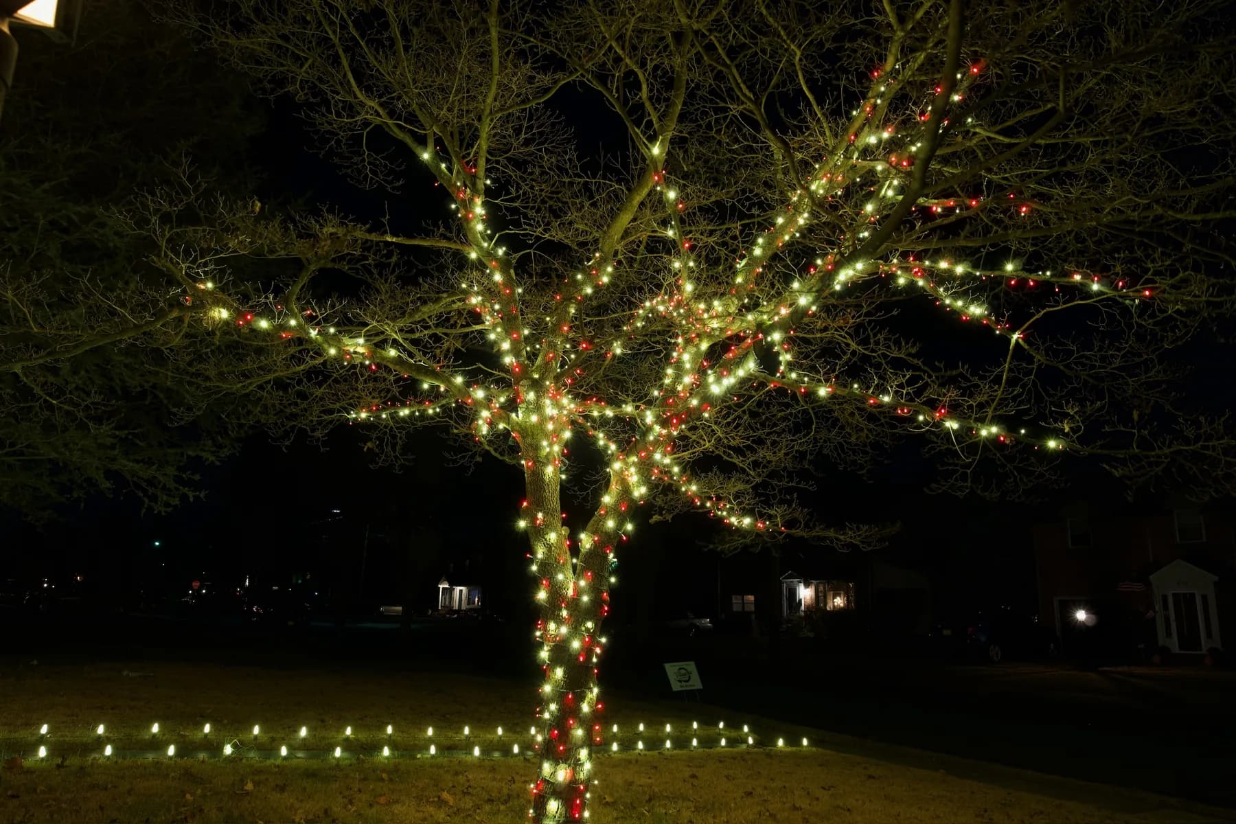 A tree trunk wrapped trunk to branch in warm white beside a lit walkway